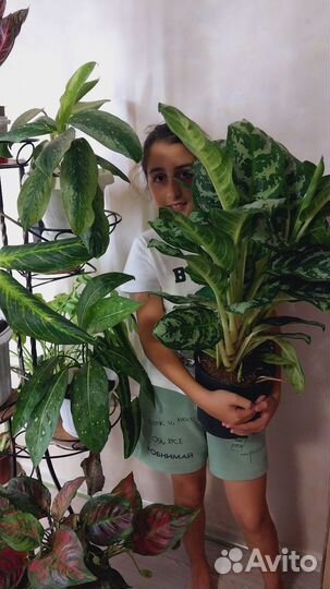 Аглаонема боксинг