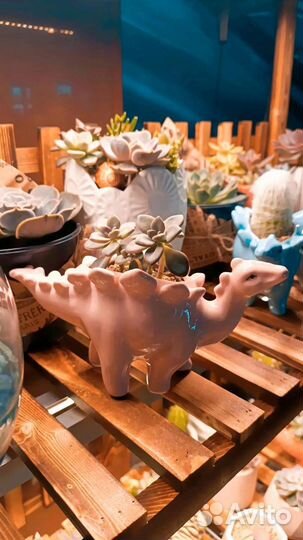 Суккуленты кактусы флорариум композиции