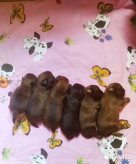 Пти брабансон