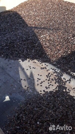 Семена арбуза 