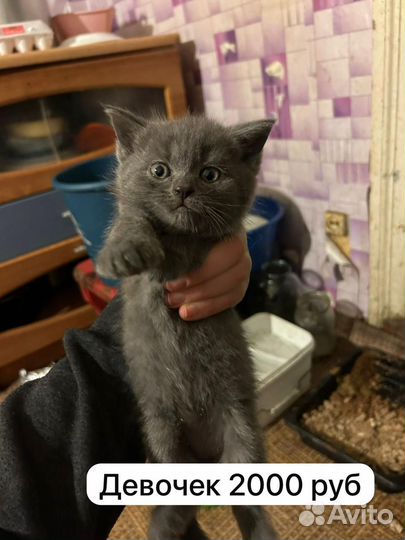 Британские котята