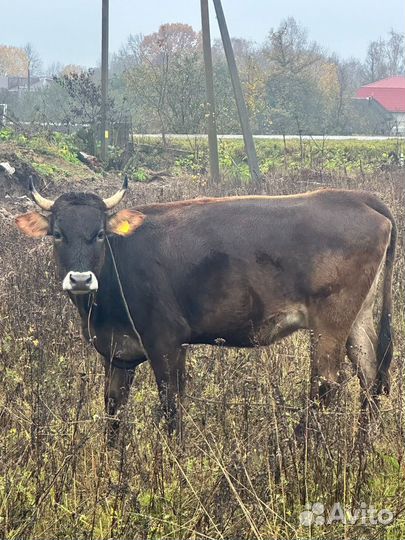 Корова хорошая дойная