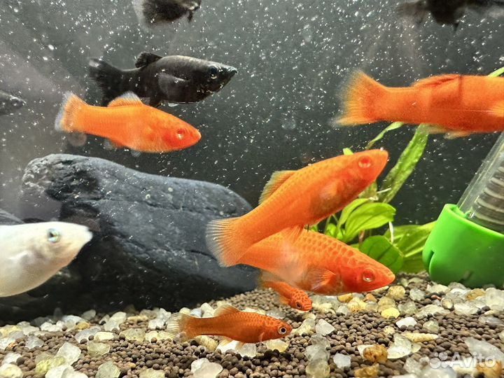 Аквариумные рыбки, корма, растения