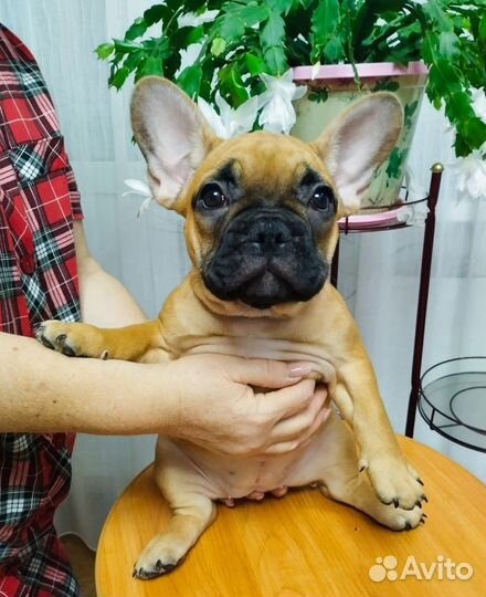 Французский бульдог щенки