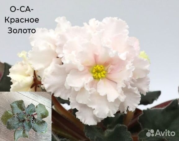 Детки сортовых фиалок