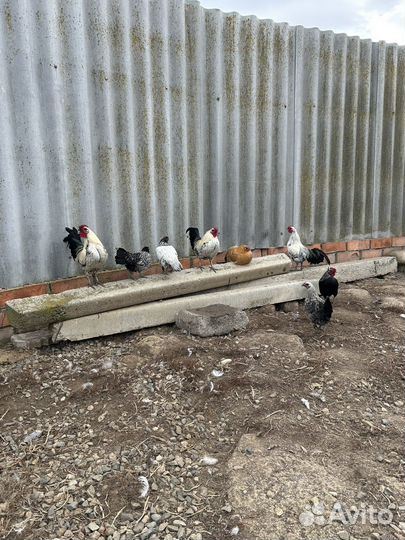 Декокативные, карликовые петушки и курочки