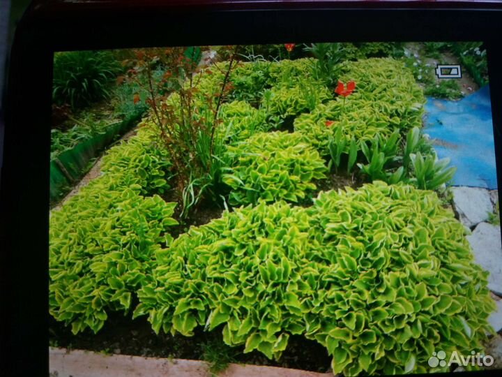 Хоста растение для вашего сада