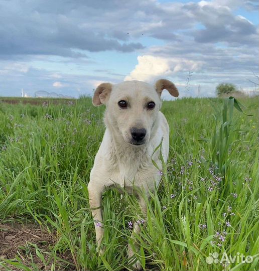 Маленькая собака в добрые руки