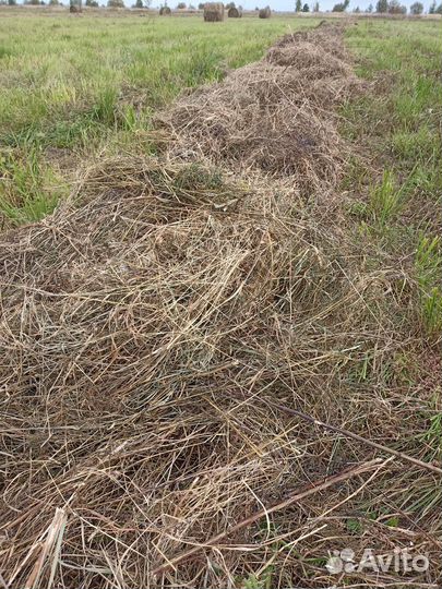 Сено в тюках