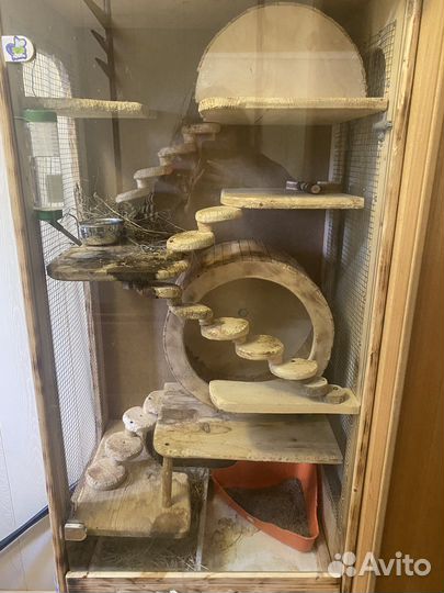 Шиншилла с клеткой