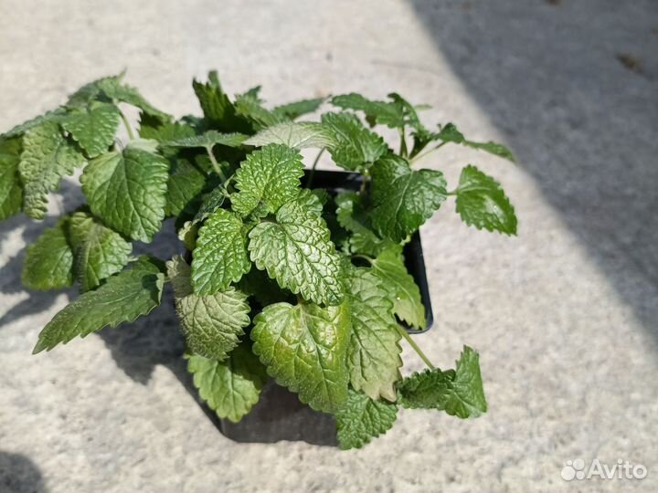 Ароматные травы (рассада)