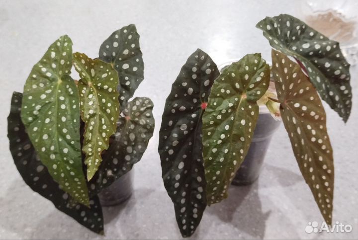 Бегония Макулата