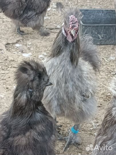 Китайские шелковые петухи и цыплята