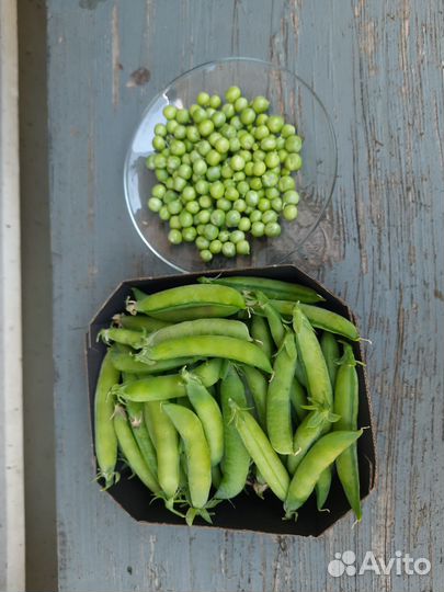 Горошек зеленый в стручках