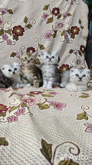 Шотландские котята