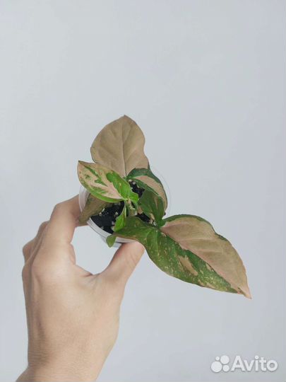 Сингониум ред спот