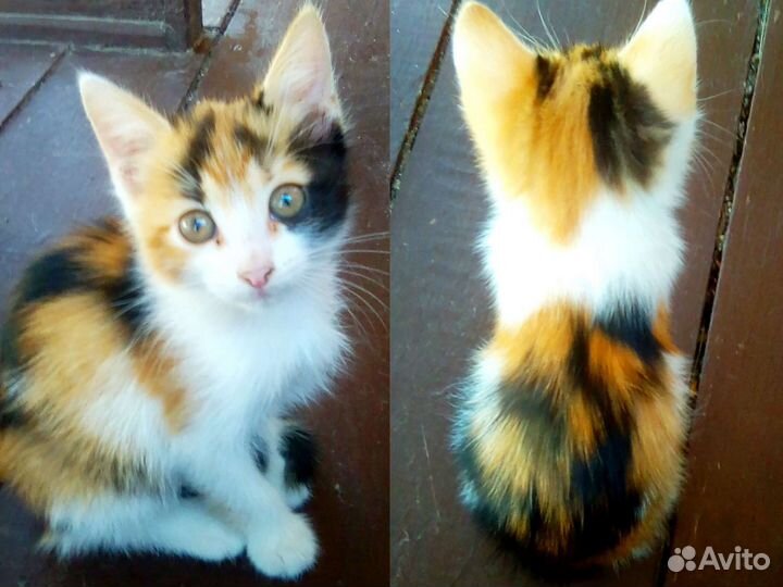 Отдам котят в добрые руки