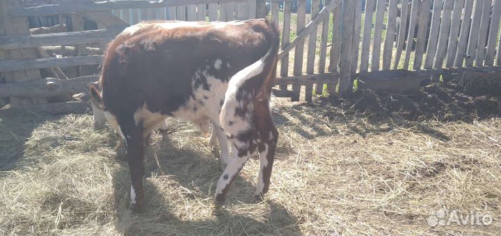 Продам телят