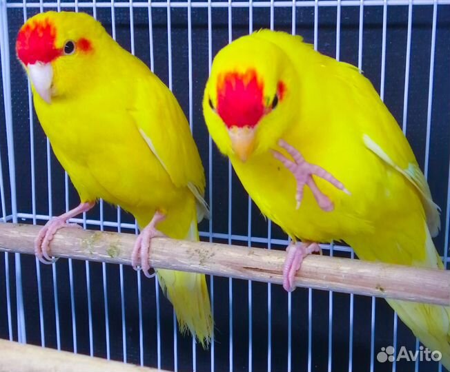 Попугай какарик