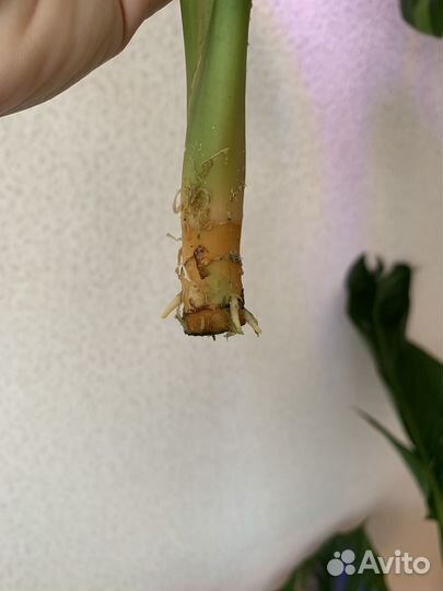 Аглаонема сильвер квин