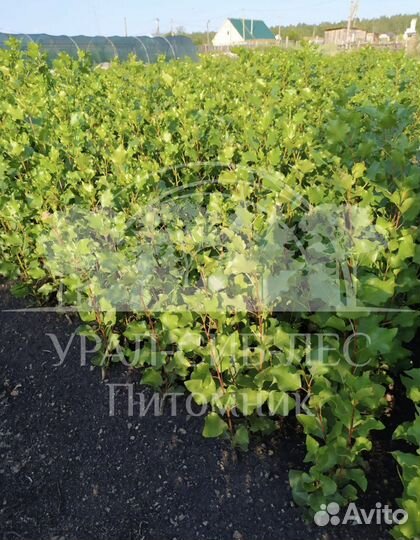 Тополь пирамидальный без пуха саженцы черенки