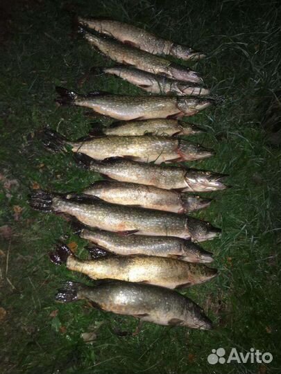 Рыбалка в Калининграде и Калининградской области