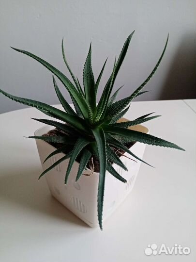 Суккуленты, хатиора, алоэ, хавортия