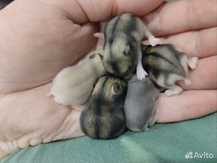 Джунгарский хомяк