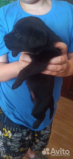 Продам щенков Лабрадора