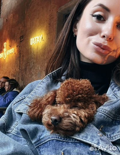 Вязка собак той-пудель