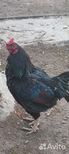 Петухи Корниш