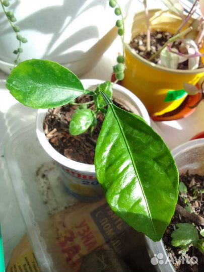 Мандарин, апельсин