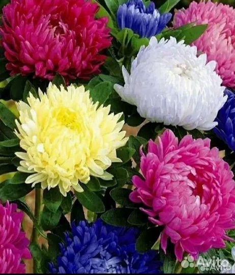 Астра,цинния,бархатцы