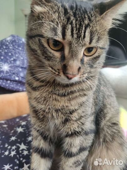 Кот мальчик
