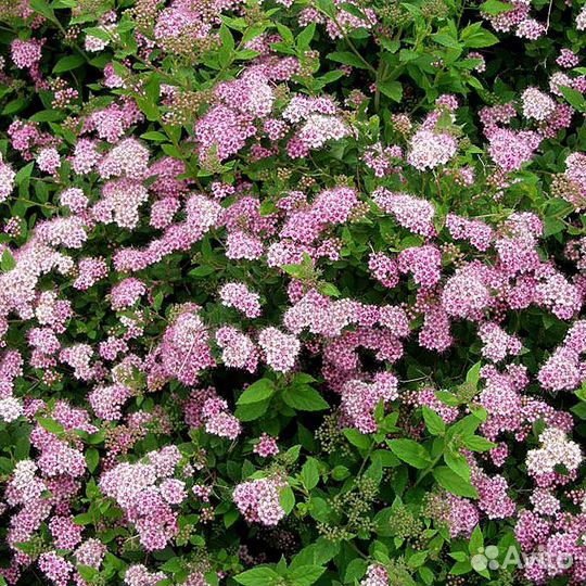 Спирея японская Литл Принцесс