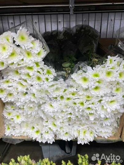 Хризантема кустовая букет цветы доставка маме