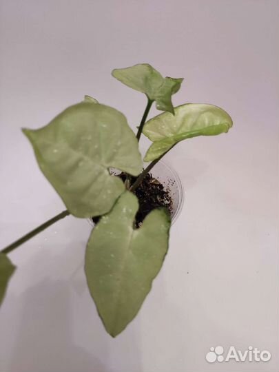 Сингониумы разные