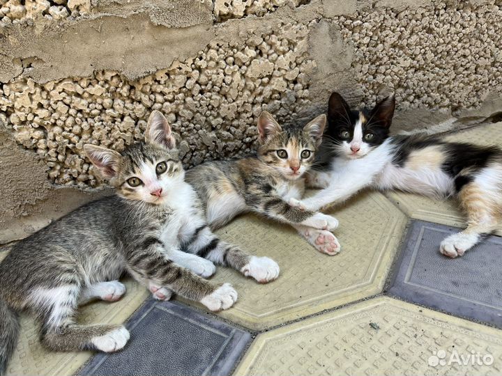 Котята в добрые руки