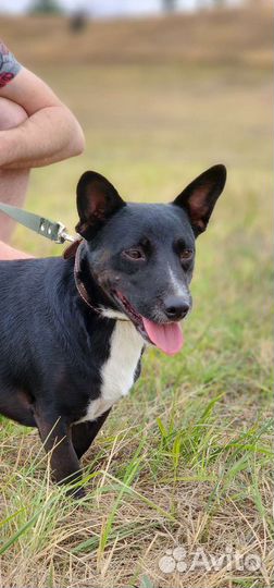 Коротколапый Веня в добрые руки