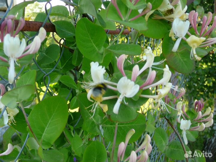 Саженцы декоративных кустарников зкс дерен ива бар