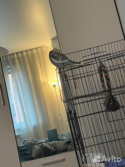 Попугай корелла с клеткой