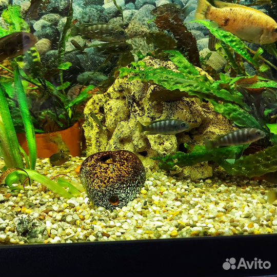 Малавийские цихлиды и корма