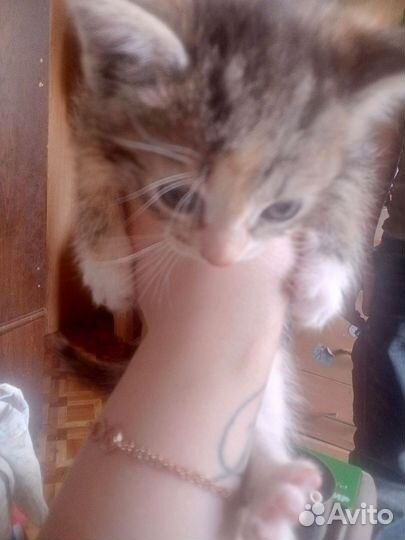 Кошка в добрые руки