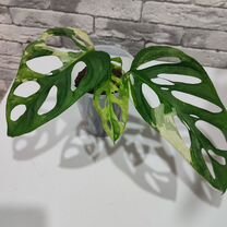 Монстера Косая Адансона (Monstera Obliqua Adansonii) D11см