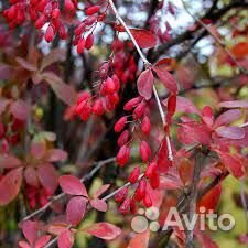 Барбарис, калина саженцы