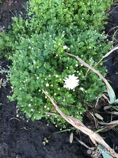 Мультифлора хризантема