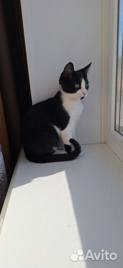 Котята в добрые руки бесплатно девочка