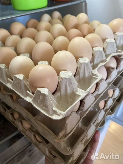 Домашние куриные яйца (свежие)