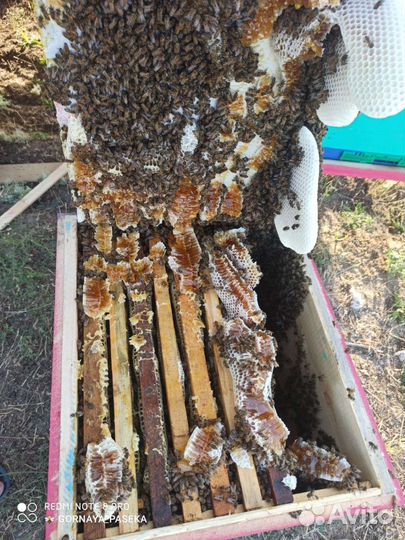 Молочайный мёд 2024