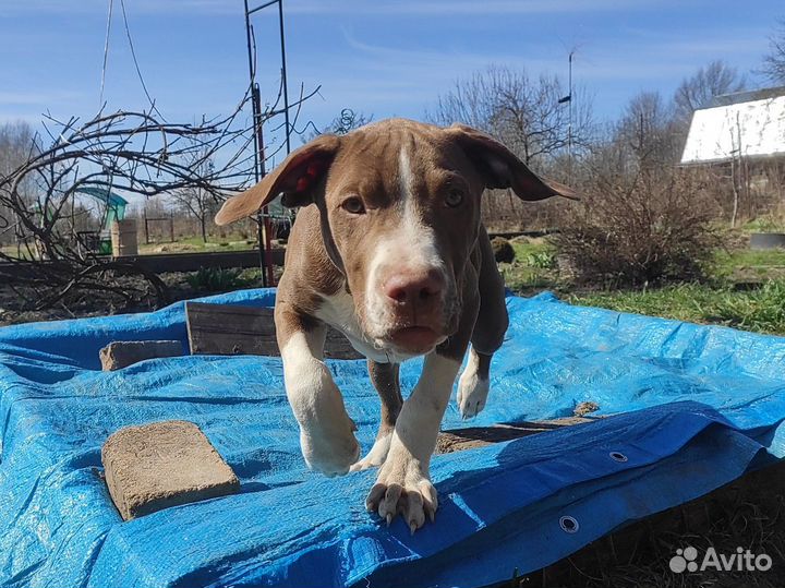 Американский питбультерьер щенки с документами